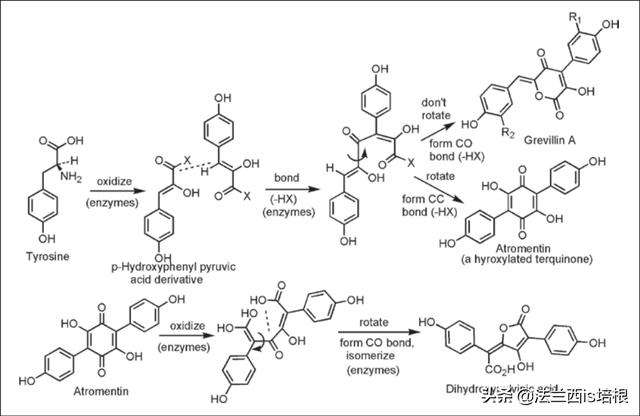 见手青，致幻蘑菇，打通大脑感知连接，让你在现实中看见虚拟小人