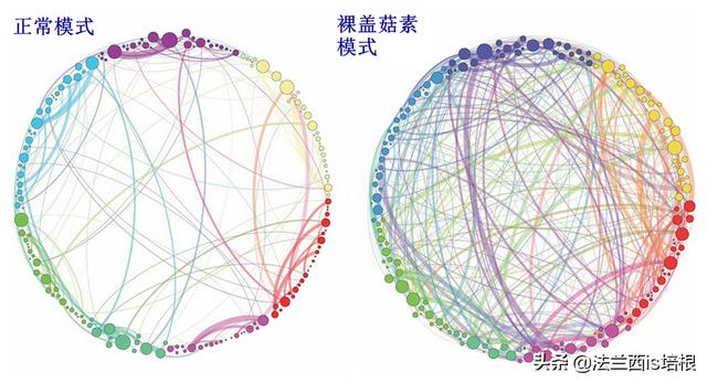 见手青，致幻蘑菇，打通大脑感知连接，让你在现实中看见虚拟小人