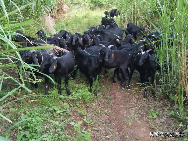 现在的农业种植什么是投入产出比最高的？