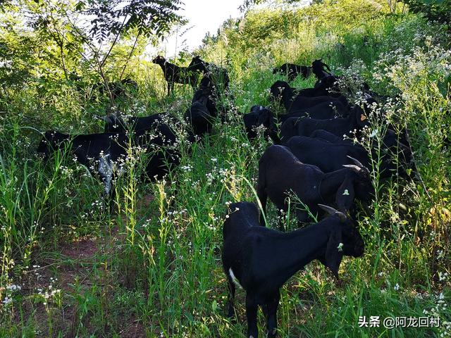 现在的农业种植什么是投入产出比最高的？