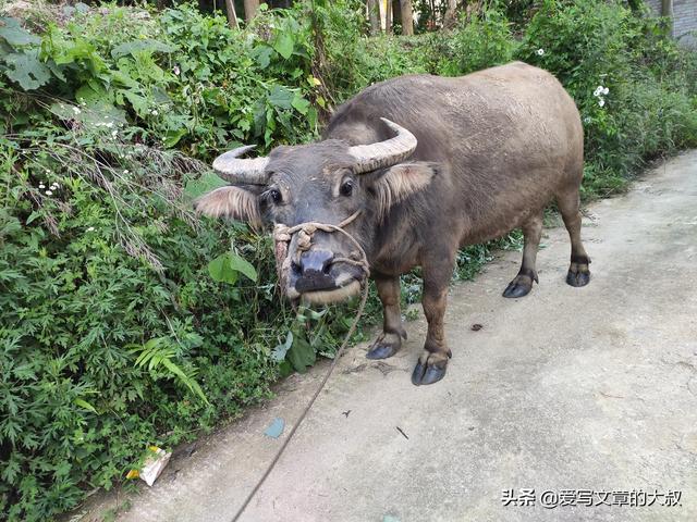 粮价下跌，各种滞销，农民种植养殖的未来在何方？