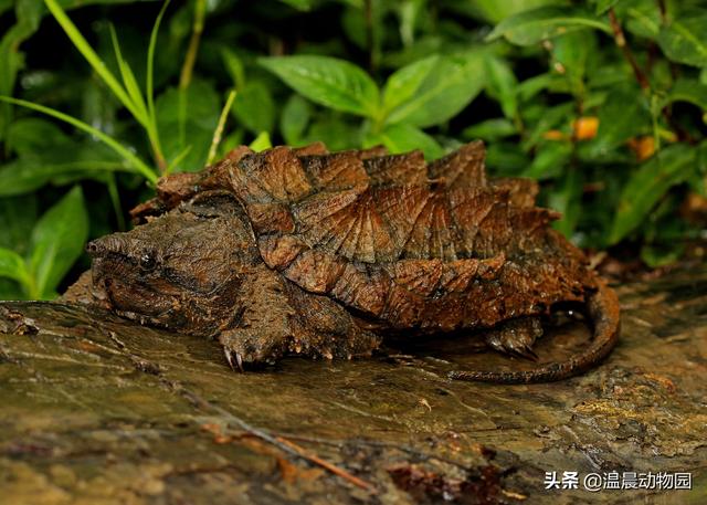 辟谣：龟类全都是性格温顺的慢性子？不，鳄龟就是很不好惹的大佬