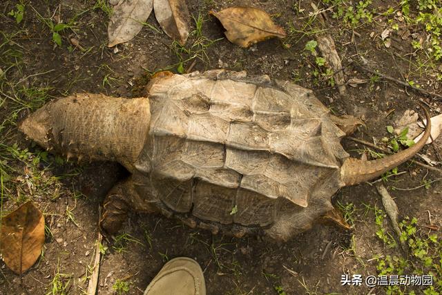 辟谣：龟类全都是性格温顺的慢性子？不，鳄龟就是很不好惹的大佬