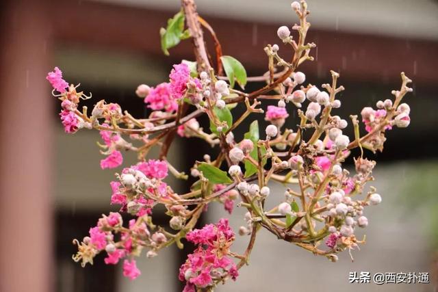 一场雨，让青龙寺变成了另一番模样