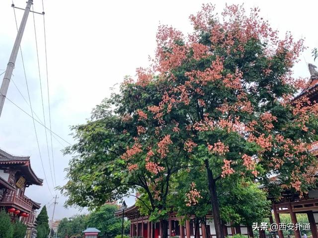 一场雨，让青龙寺变成了另一番模样