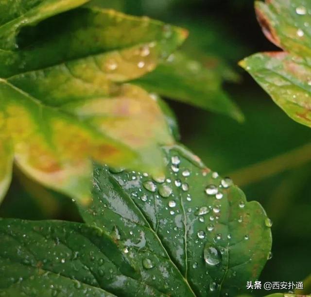 一场雨，让青龙寺变成了另一番模样