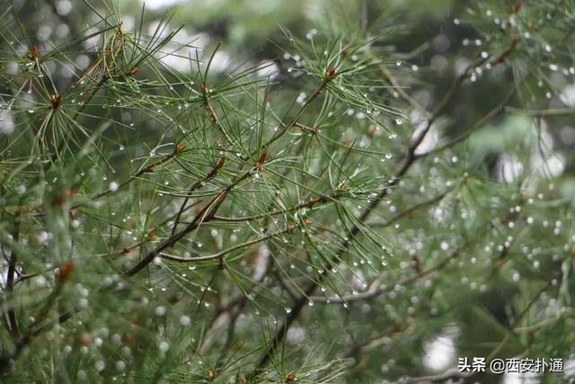 一场雨，让青龙寺变成了另一番模样