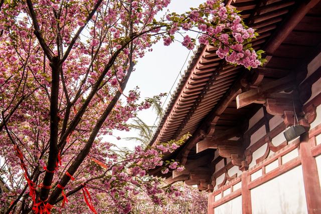 西安青龙寺，中国十大赏樱胜地之一，春天梦幻唯美还免费开放