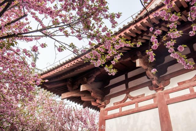 西安青龙寺，中国十大赏樱胜地之一，春天梦幻唯美还免费开放