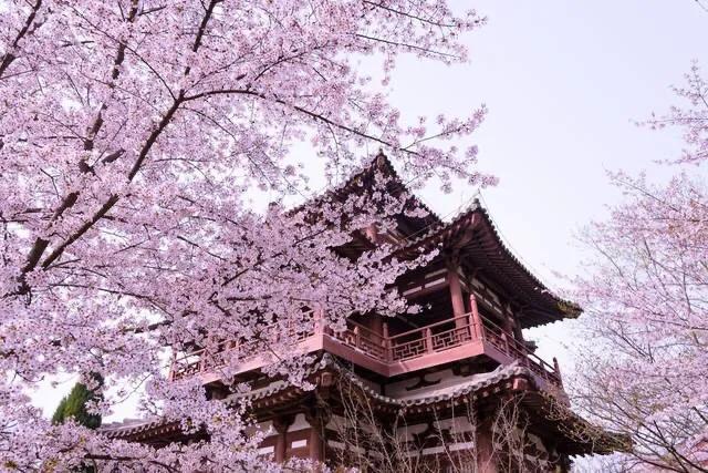 青龙寺一个风景秀丽的“景区”