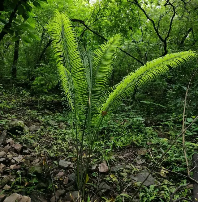 500只绿孔雀逼停10亿水电项目？案件双方均上诉，环评留隐患