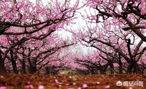 除了青龙寺看樱花，西安还有哪些赏花胜地？