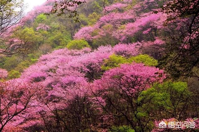 除了青龙寺看樱花，西安还有哪些赏花胜地？