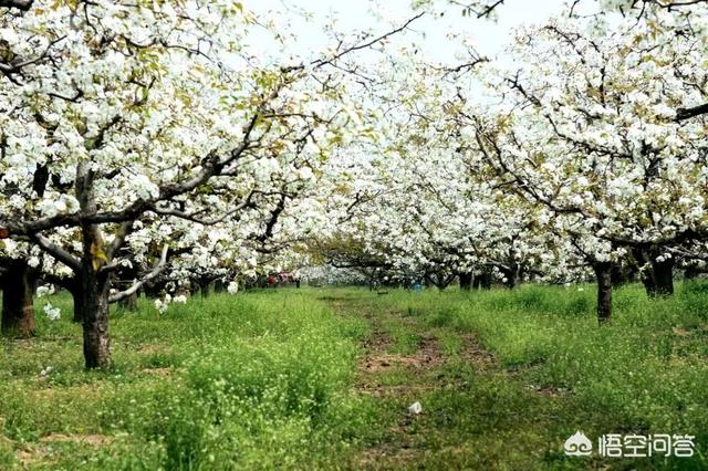 除了青龙寺看樱花，西安还有哪些赏花胜地？