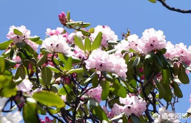 除了青龙寺看樱花，西安还有哪些赏花胜地？