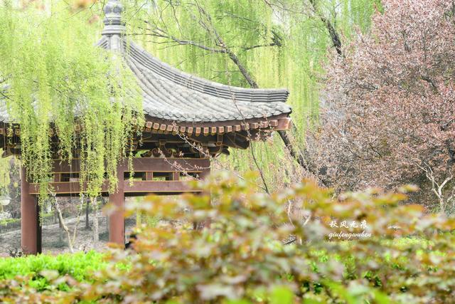 白如雪，飘若练，春天去西安青龙寺寻觅都市樱花的炫目之美