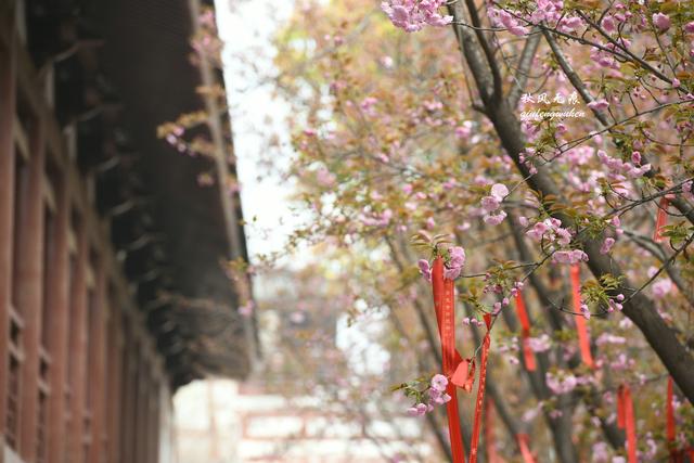 白如雪，飘若练，春天去西安青龙寺寻觅都市樱花的炫目之美