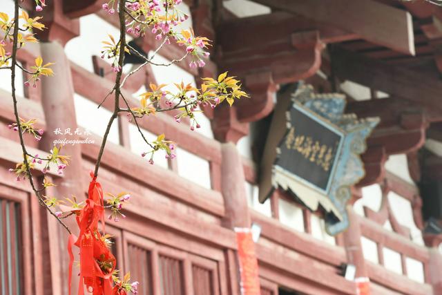 白如雪，飘若练，春天去西安青龙寺寻觅都市樱花的炫目之美