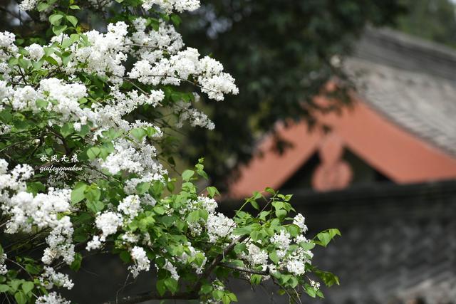 白如雪，飘若练，春天去西安青龙寺寻觅都市樱花的炫目之美