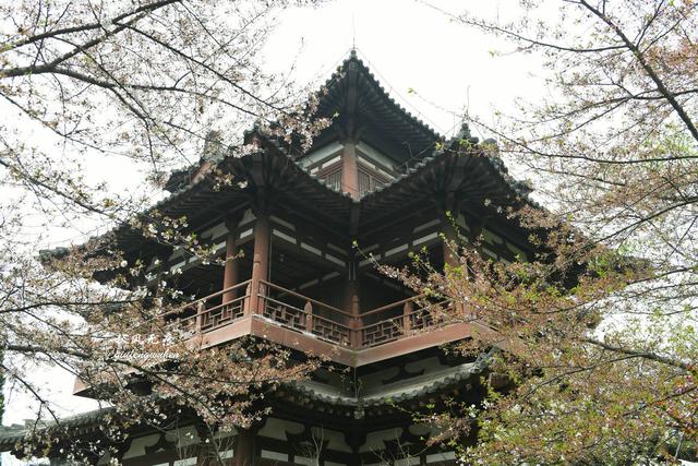 白如雪，飘若练，春天去西安青龙寺寻觅都市樱花的炫目之美