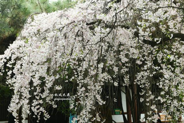 白如雪，飘若练，春天去西安青龙寺寻觅都市樱花的炫目之美