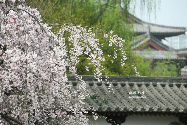 白如雪，飘若练，春天去西安青龙寺寻觅都市樱花的炫目之美