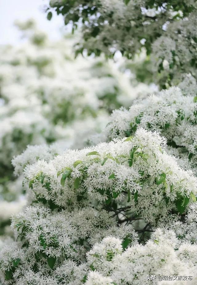 把烟台的繁花揉进诗句，一起送给您