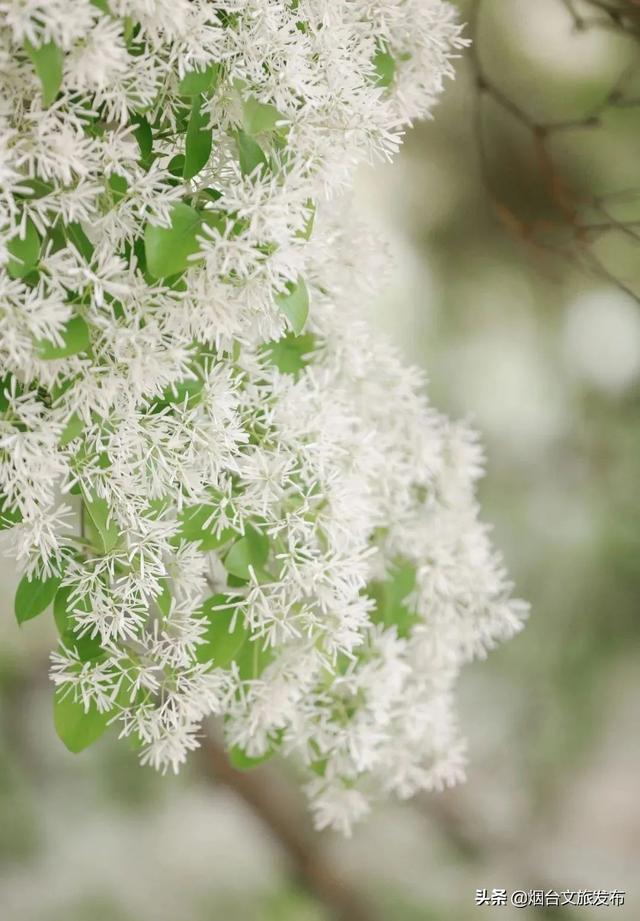 把烟台的繁花揉进诗句，一起送给您