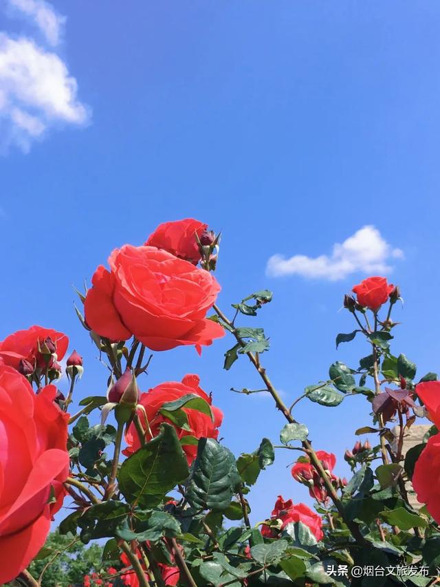 把烟台的繁花揉进诗句，一起送给您