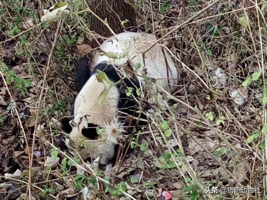 熊猫为什么吃山羊？