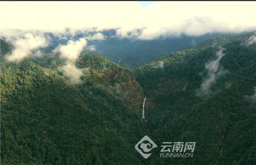 云南茶树林_哀牢山_云南茶山生态环境