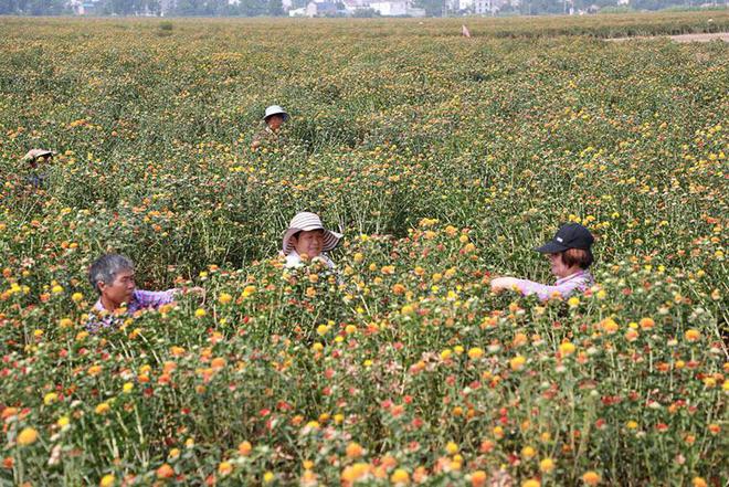 种药材赚钱吗_阜阳白金汉宫颍东店_阜阳颍东二手房均价