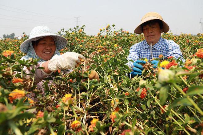 阜阳颍东二手房均价_阜阳白金汉宫颍东店_种药材赚钱吗