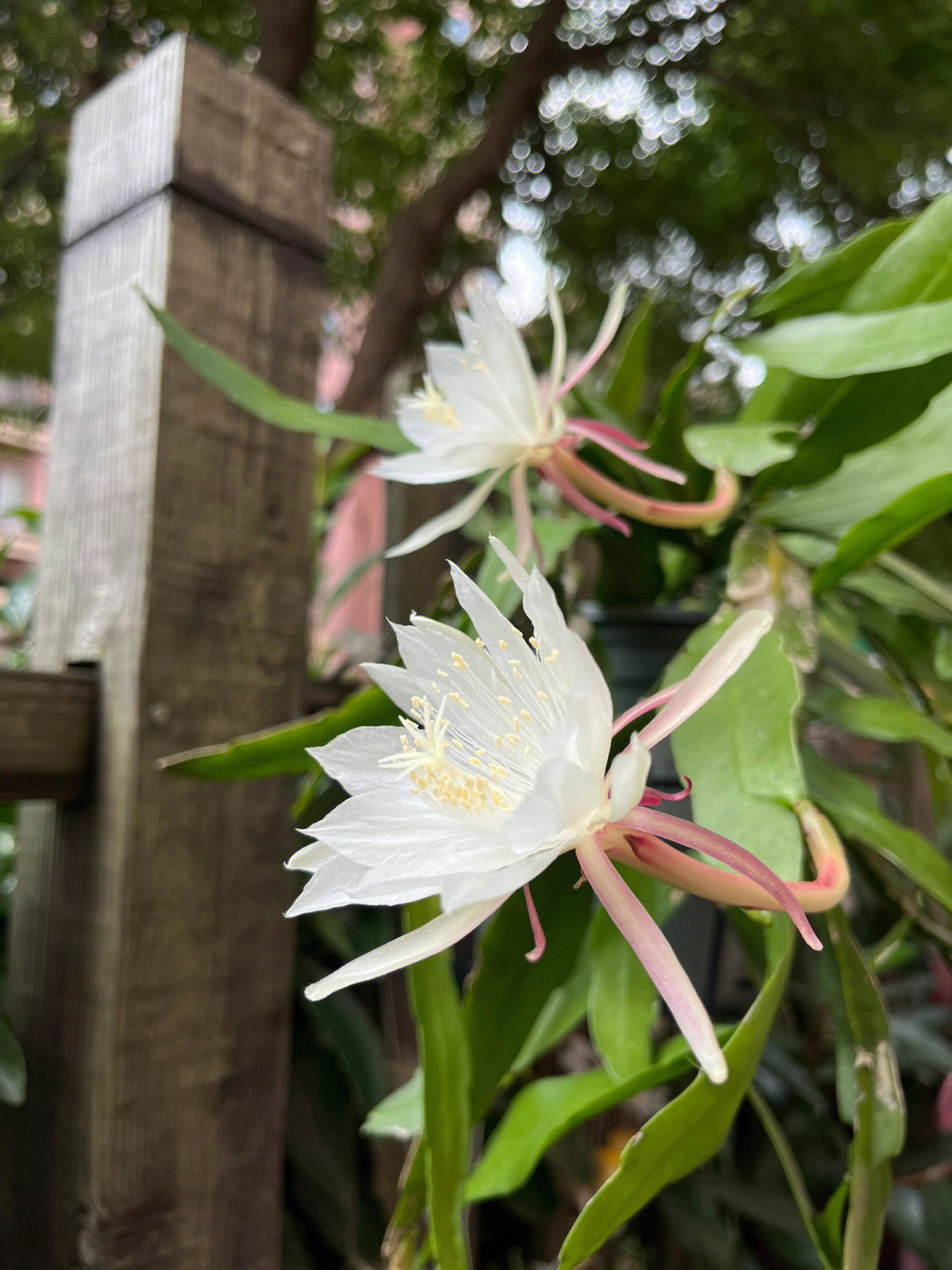 昙花一现只为韦陀_天涯明月刀昙花现见闻_男孩危机是伪命题