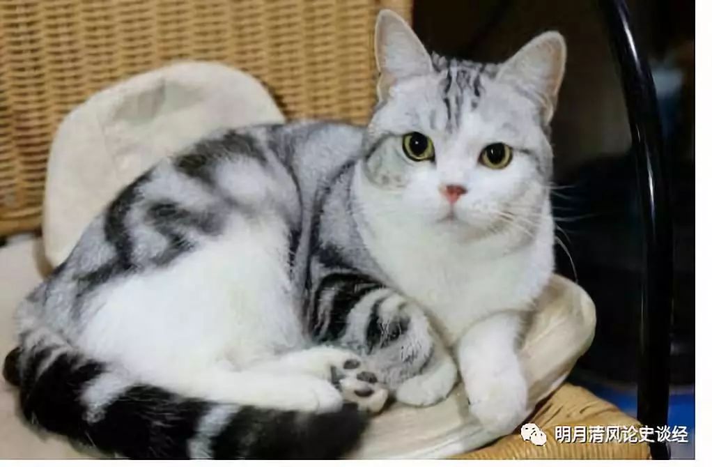 苏格兰折耳猫价格_折耳猫能和折耳猫配吗_折耳猫价格