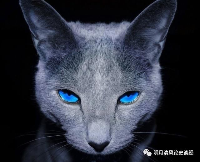 折耳猫价格_折耳猫能和折耳猫配吗_苏格兰折耳猫价格