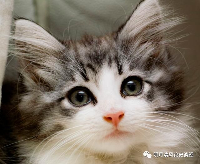 苏格兰折耳猫价格_折耳猫能和折耳猫配吗_折耳猫价格