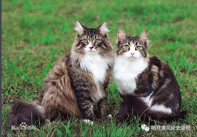 折耳猫能和折耳猫配吗_苏格兰折耳猫价格_折耳猫价格