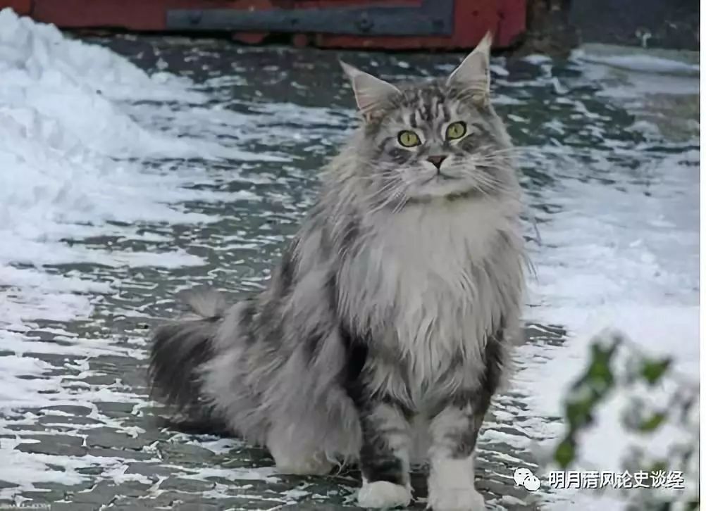 折耳猫价格_折耳猫能和折耳猫配吗_苏格兰折耳猫价格