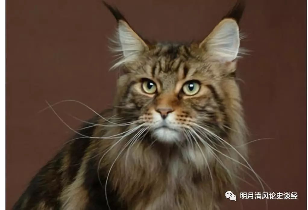 苏格兰折耳猫价格_折耳猫能和折耳猫配吗_折耳猫价格