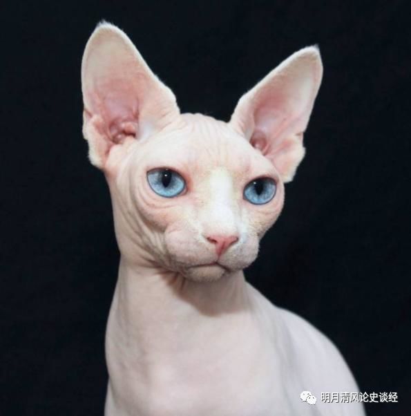 折耳猫价格_折耳猫能和折耳猫配吗_苏格兰折耳猫价格