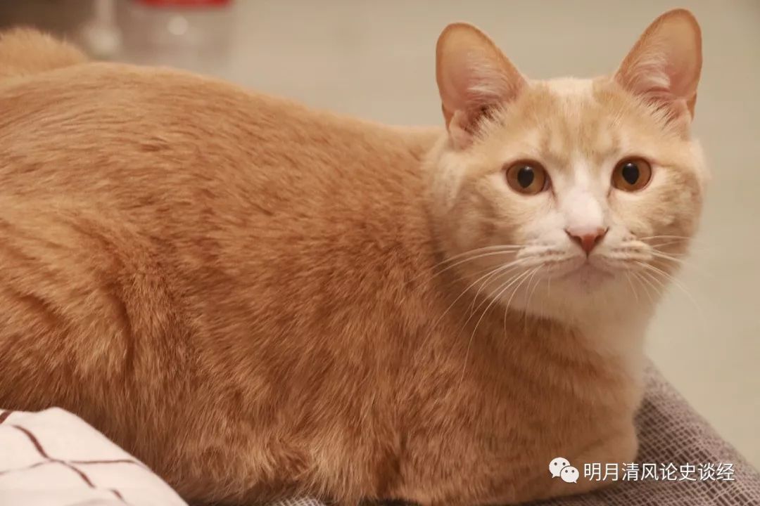 苏格兰折耳猫价格_折耳猫能和折耳猫配吗_折耳猫价格