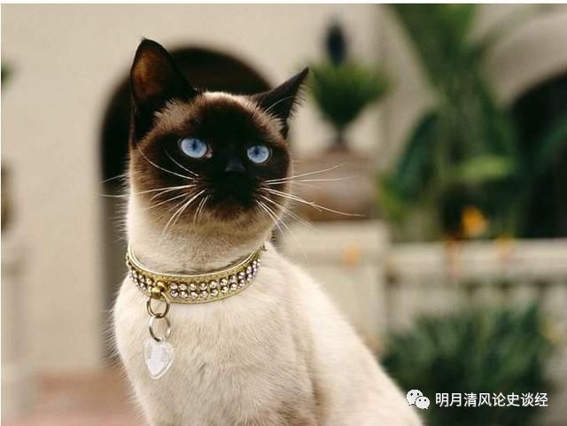 折耳猫价格_苏格兰折耳猫价格_折耳猫能和折耳猫配吗