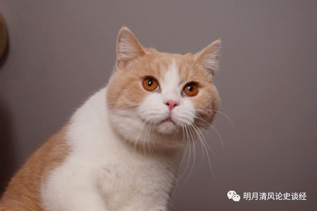 折耳猫能和折耳猫配吗_苏格兰折耳猫价格_折耳猫价格