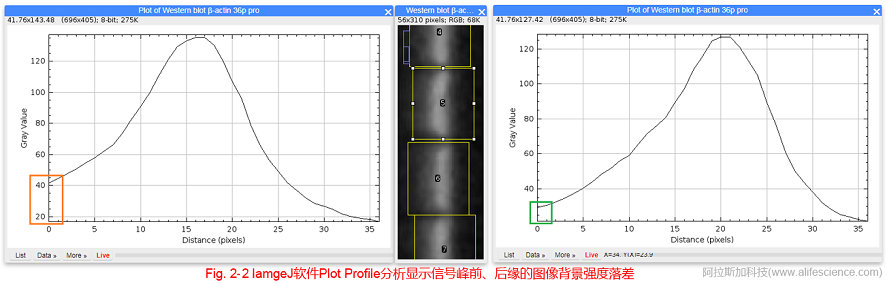 Fig 2-2 IamgeJ软件Plot Profile分析显示信号峰前、后缘的图像背景强度落差.jpg