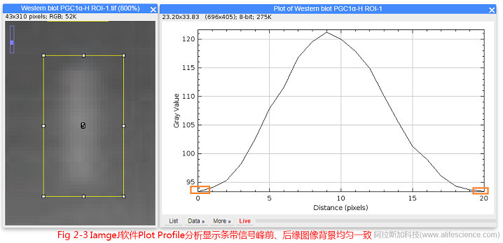 Fig.2-3 IamgeJ软件Plot Profile分析显示条带信号峰前、后缘图像背景均匀一致.jpg