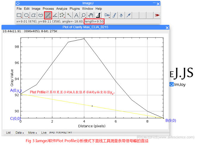 Fig 3 IamgeJ软件Plot Profile分析模式下直线工具测量条带信号峰的直径.jpg