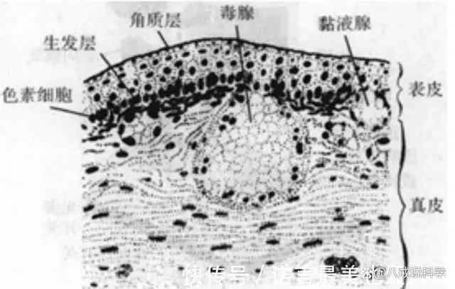 野鸡脖子蛇_野鸡脖子蛇图片毒性_东北野鸡脖子蛇