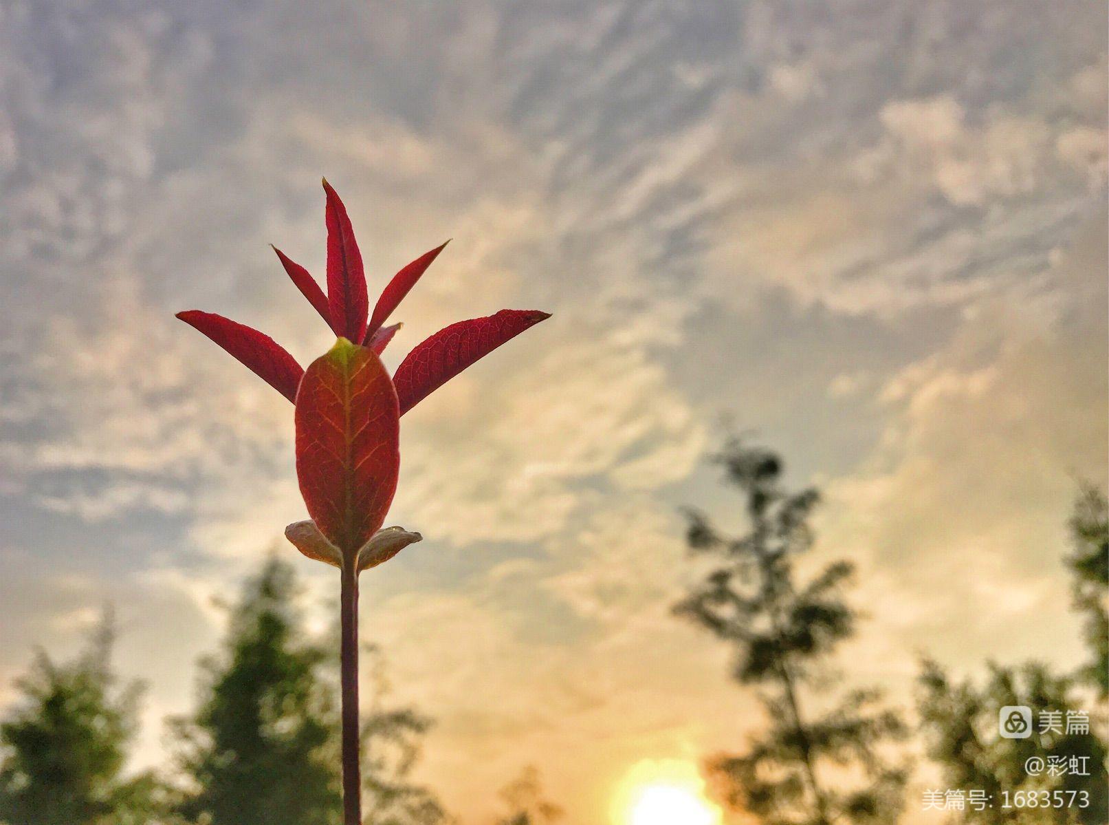 生命的价值_生存价值 情绪价值 繁衍价值_社交价值生存价值情感价值