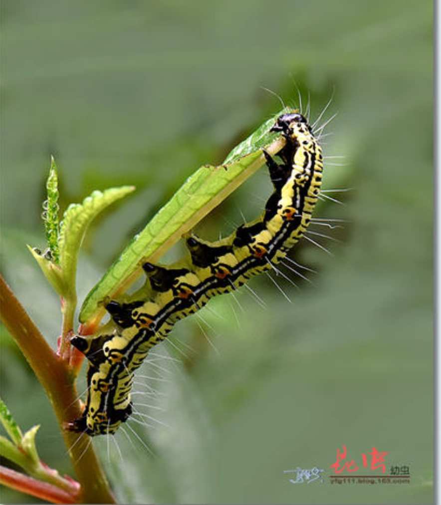 昆虫记松毛虫的简介_昆虫记松毛虫视频_昆虫记松毛虫